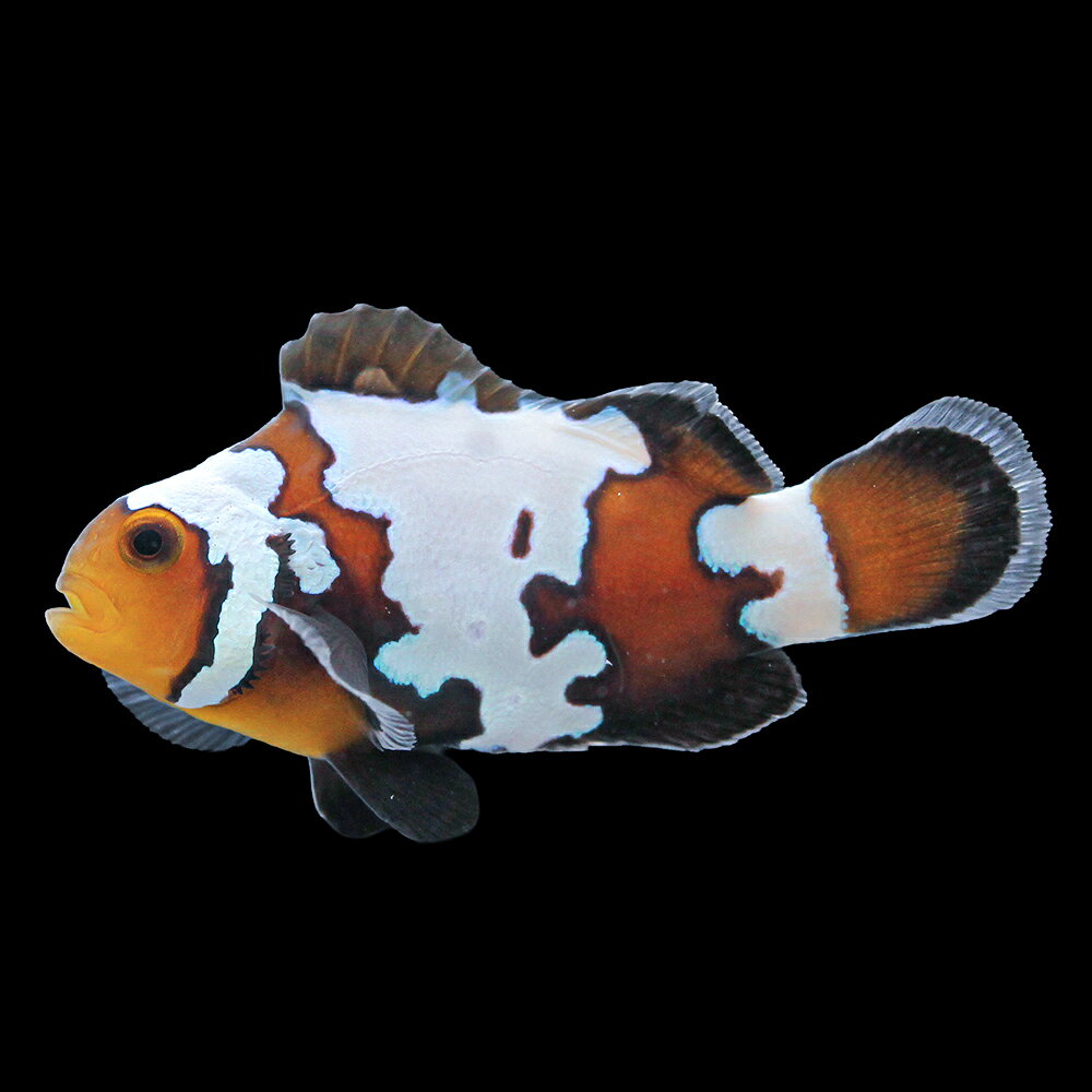 （海水魚）一点物　ブラックスノーフレークオセラリス（ブリード）約4cm　CF−153（1匹）