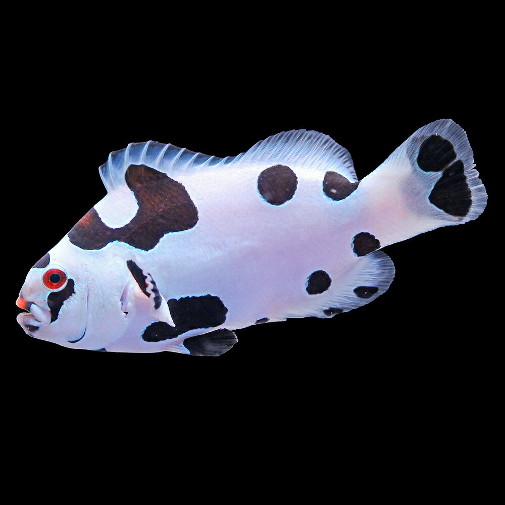 （海水魚）一点物　ブラックストームオセラリス（ブリード）約6cm　CF−158（1匹）