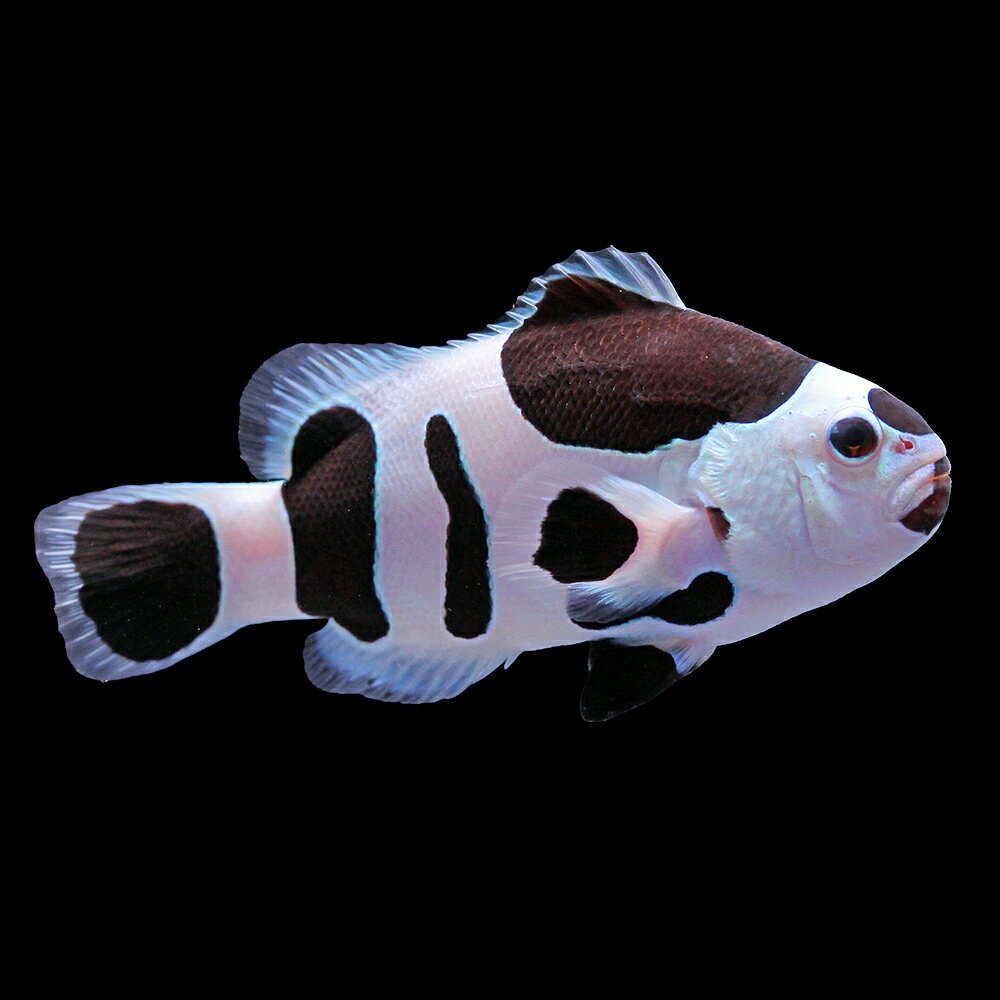 （海水魚）一点物　ブラックストームオセラリス（ブリード）約5cm　CF−160（1匹）