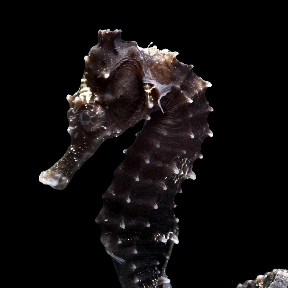 （海水魚）一点物　ラインドシーホース　ブラック（ブリード）　SH−3（1匹）　北海道・九州航空便要保温