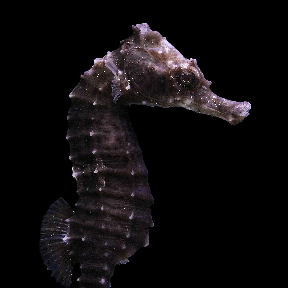 （海水魚）一点物　ラインドシーホース　ブラック（ブリード）　SH−6（1匹）　北海道・九州航空便要保温