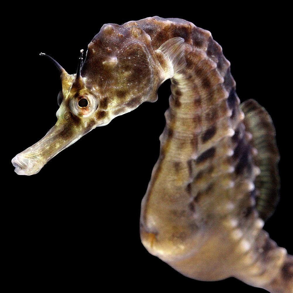 （海水魚）一点物　ポットベリーシーホース（ブリード）　オス　SH−7（1匹）　北海道・九州航空便要保温