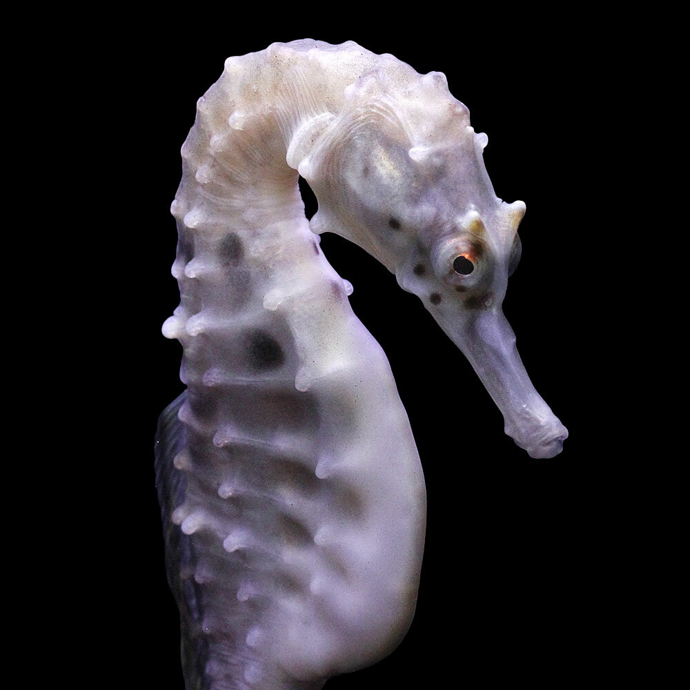 （海水魚）一点物　ポットベリーシーホース（ブリード）　メス　SH−9（1匹）　北海道・九州航空便要保温