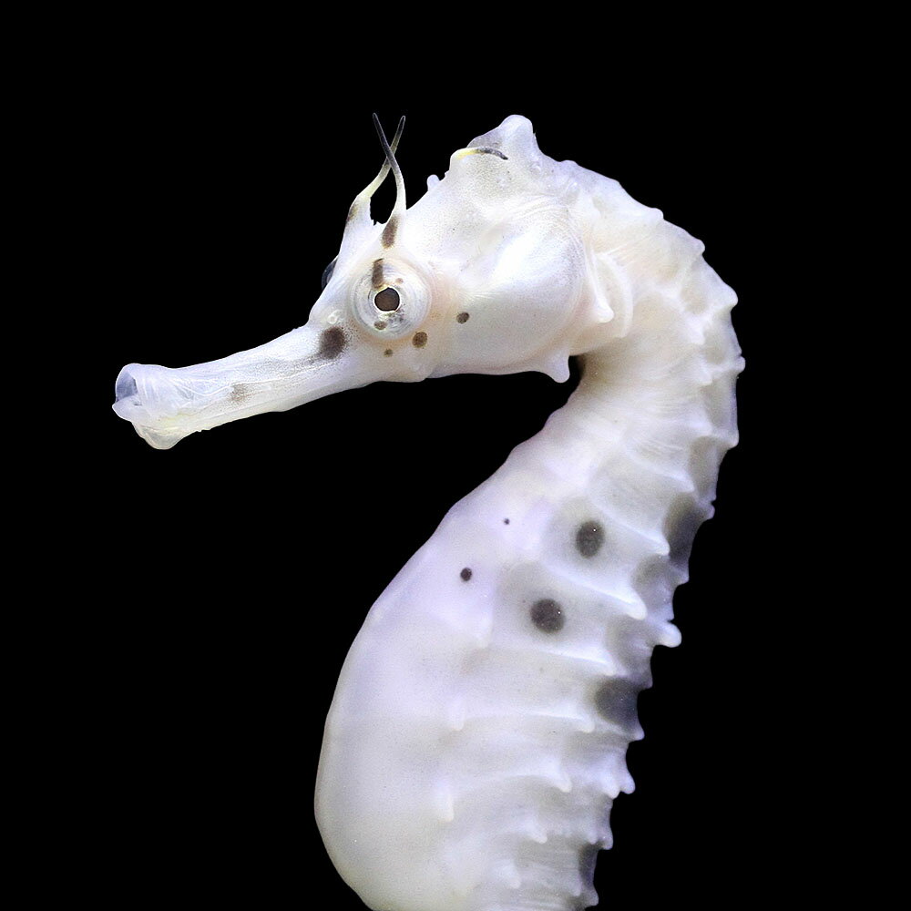 （海水魚）一点物　ポットベリーシーホース（ブリード）　メス　SH−10（1匹）　北海道・九州航空便要保温