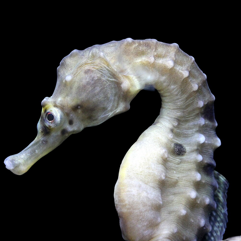 （海水魚）一点物　ポットベリーシーホース（ブリード）　メス　SH−11（1匹）　北海道・九州航空便要保温
