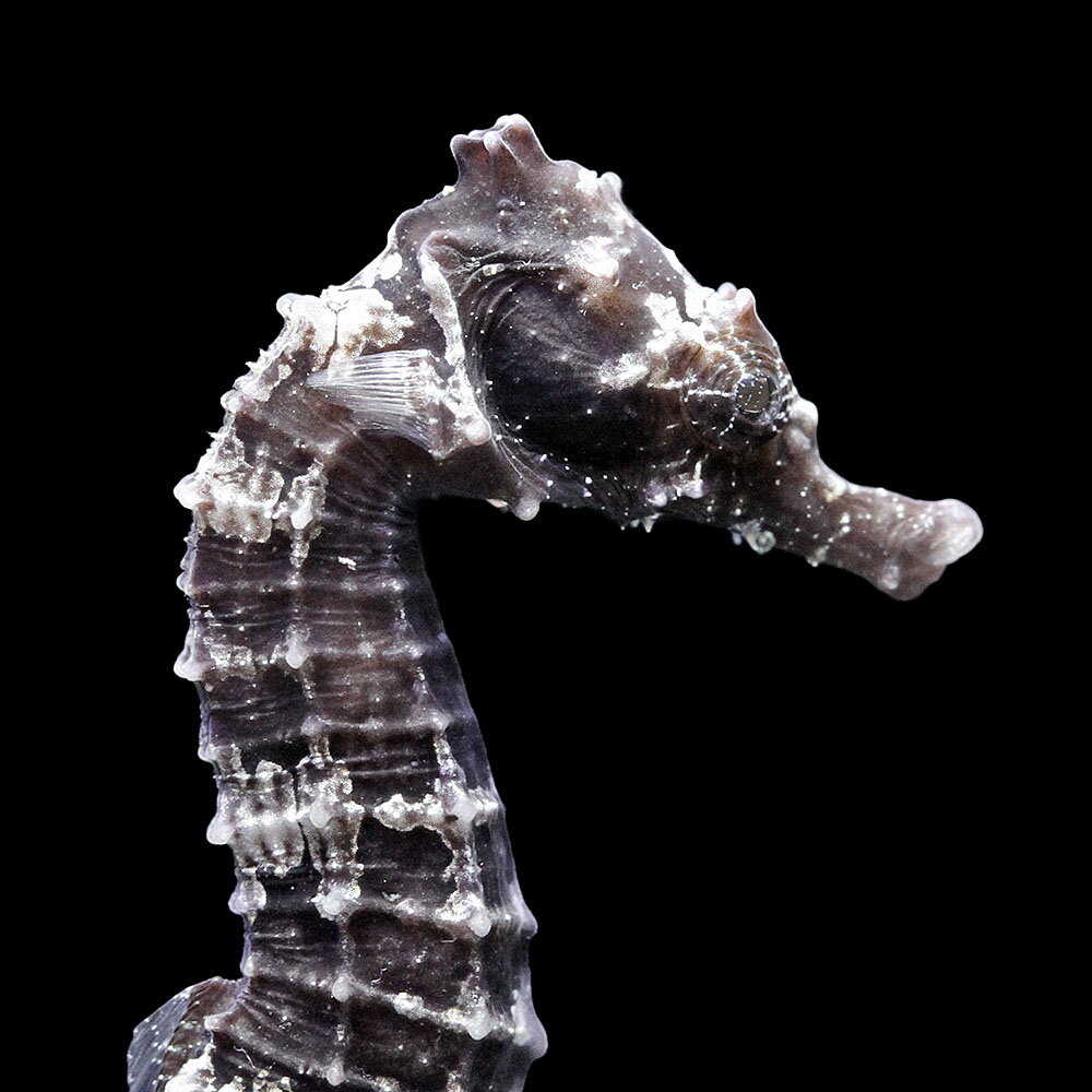 （海水魚）一点物　ラインドシーホース　ブラック（ブリード）　SH−23（1匹）　北海道・九州航空便要保温　関東当日便