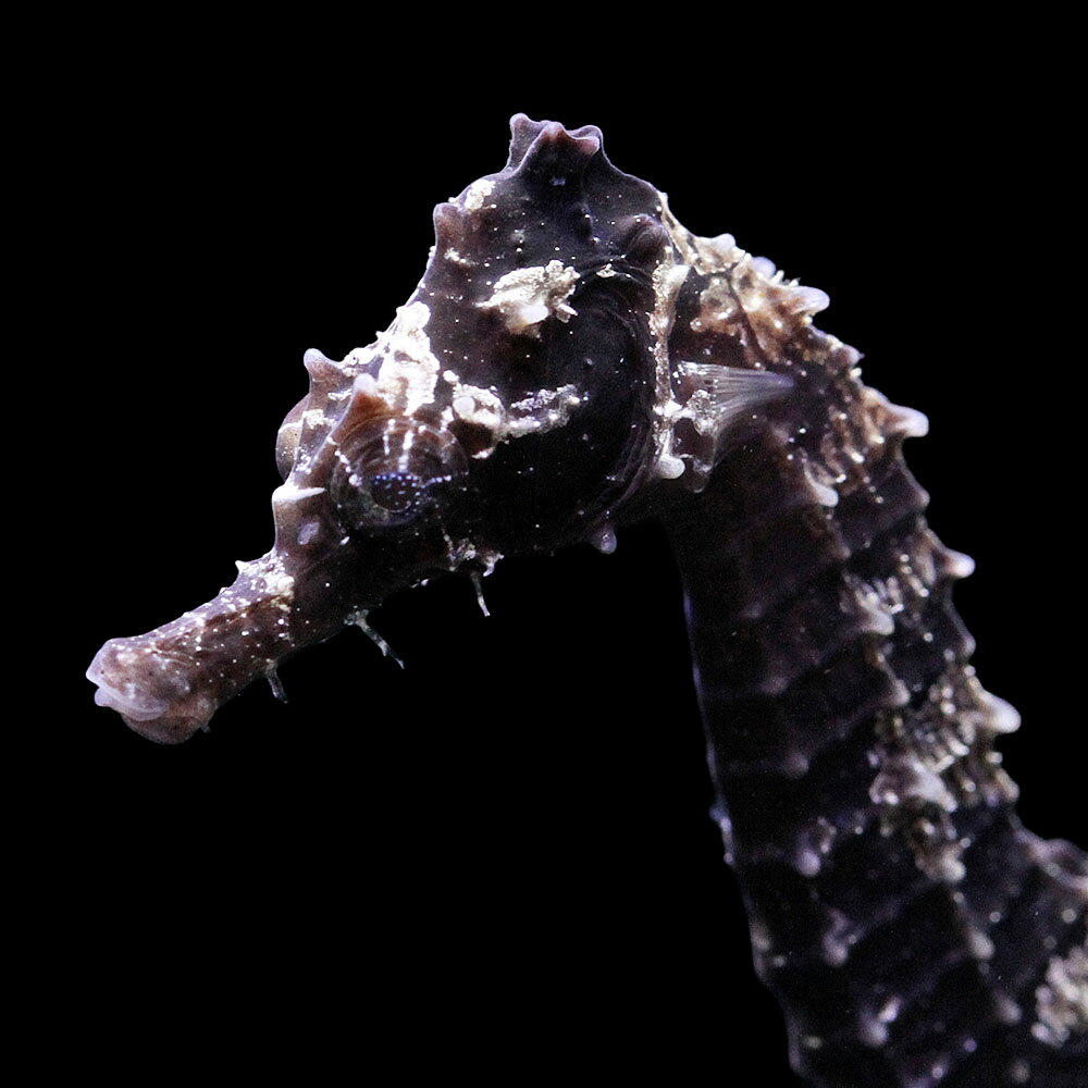 （海水魚）一点物　ラインドシーホース　ブラック（ブリード）　SH−30（1匹）　北海道・九州航空便要保温　関東当日便