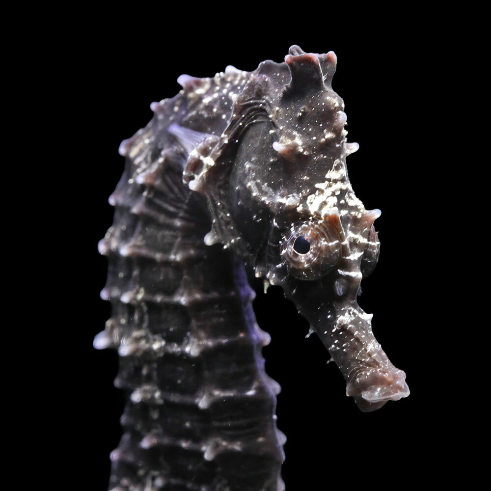 （海水魚）一点物　ラインドシーホース　ブラック（ブリード）　SH−33（1匹）　北海道・九州航空便要保温　関東当日便