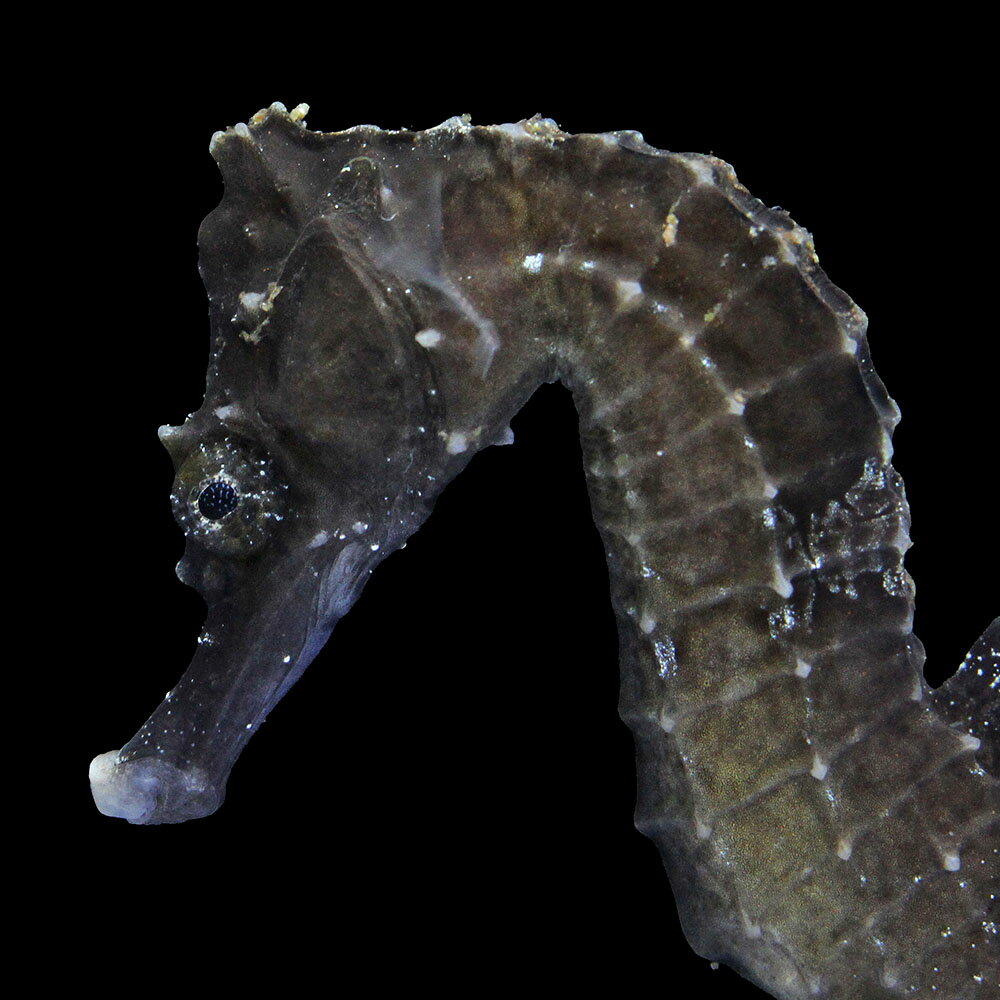 （海水魚）一点物　ラインドシーホース　ブラック（ブリード）　SH−35（1匹）　北海道・九州航空便要保温　関東当日便