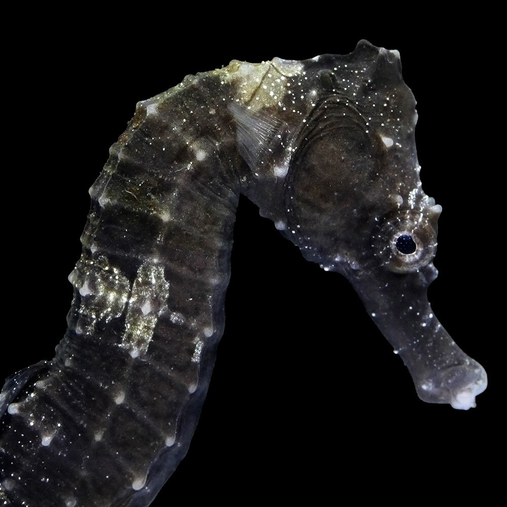 （海水魚）一点物　ラインドシーホース　ブラック（ブリード）　SH−37（1匹）　北海道・九州航空便要保温　関東当日便