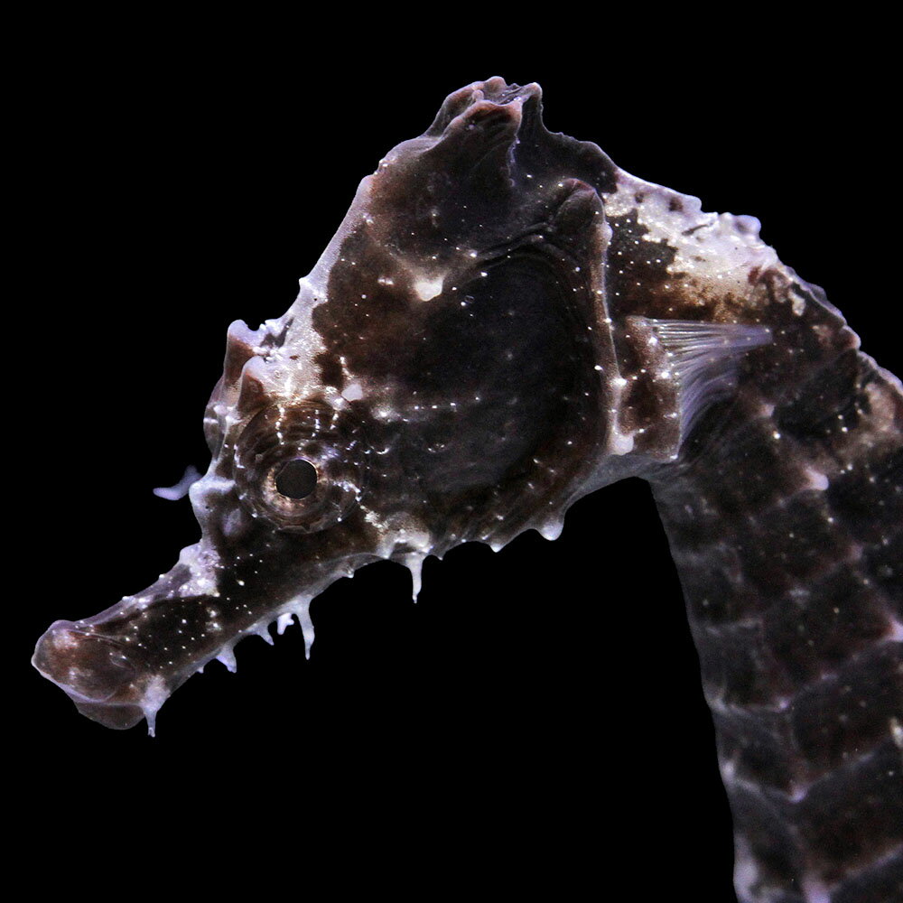 （海水魚）一点物　ラインドシーホース　ブラック（ブリード）　SH−38（1匹）　北海道・九州航空便要保温　関東当日便