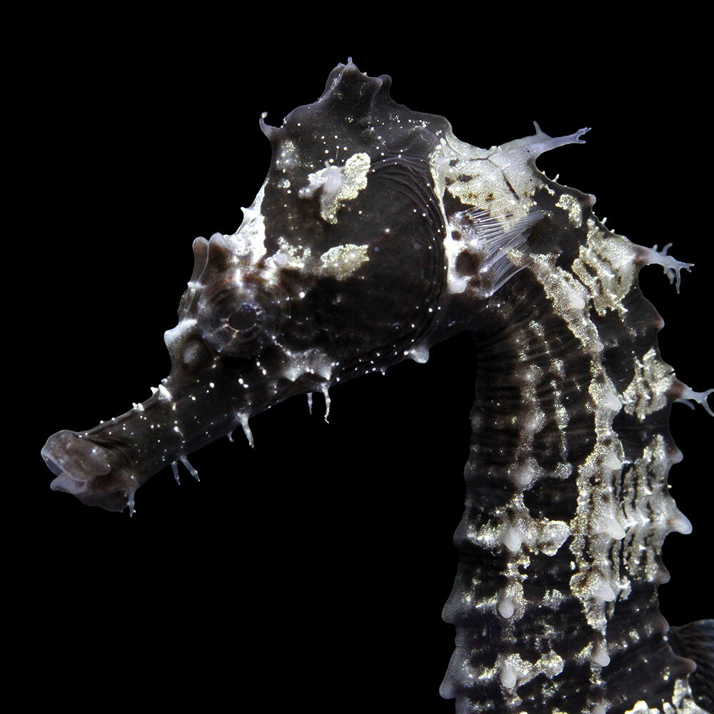 （海水魚）一点物　ラインドシーホース　ブラック（ブリード）　SH−39（1匹）　北海道・九州航空便要保温　関東当日便