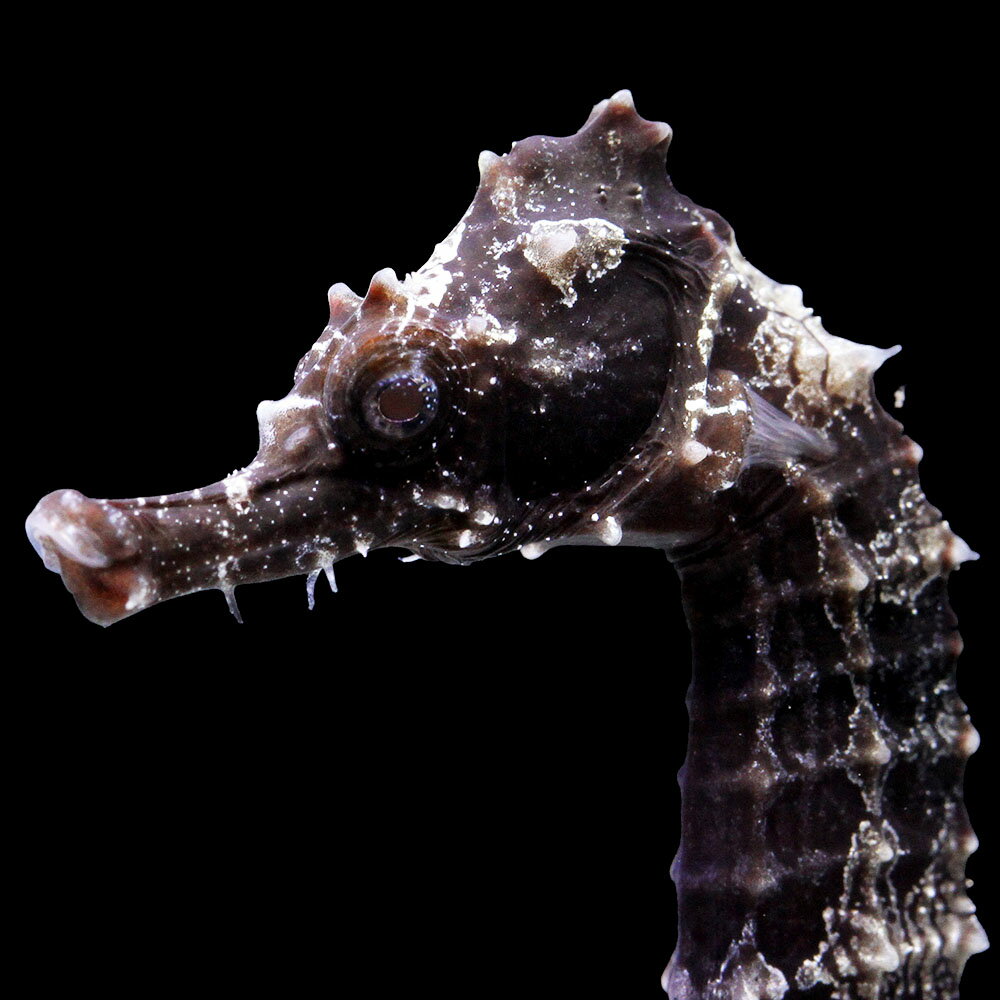 （海水魚）一点物　ラインドシーホース　ブラック（ブリード）　SH−40（1匹）　北海道・九州航空便要保温　関東当日便