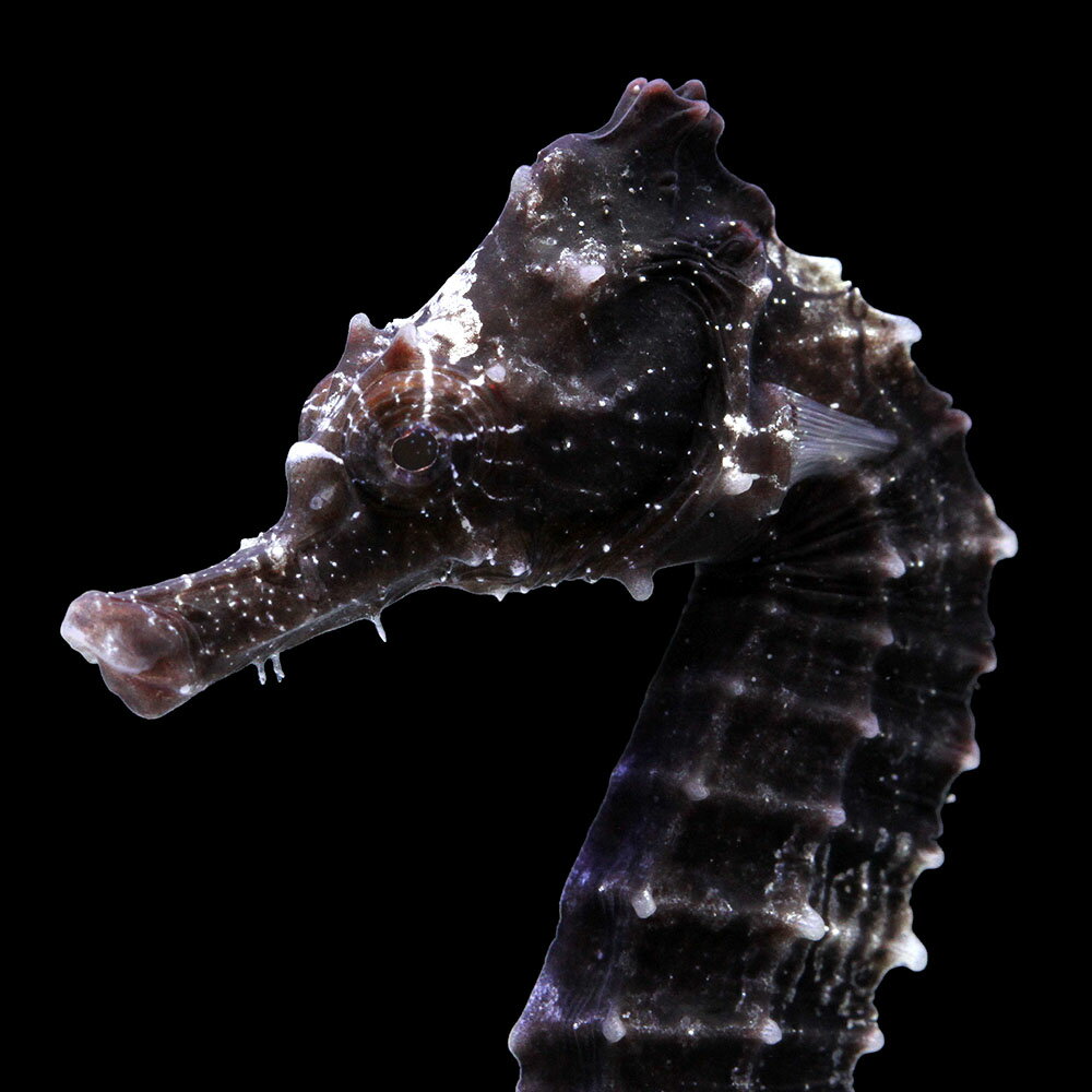 （海水魚）一点物　ラインドシーホース　ブラック（ブリード）　SH−41（1匹）　北海道・九州航空便要保温　関東当日便