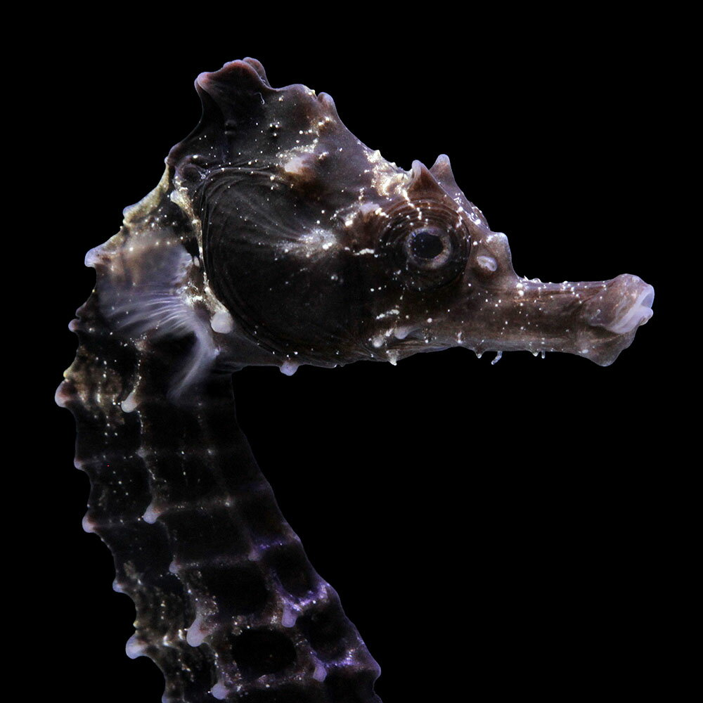 （海水魚）一点物　ラインドシーホース　ブラック（ブリード）　SH−43（1匹）　北海道・九州航空便要保温　関東当日便