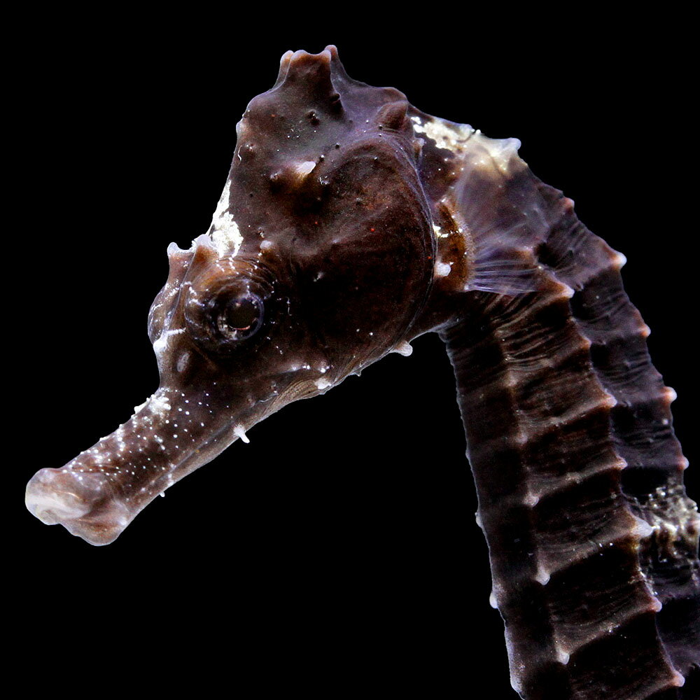 （海水魚）一点物　ラインドシーホース　ブラック（ブリード）　SH−44（1匹）　北海道・九州航空便要保温　関東当日便