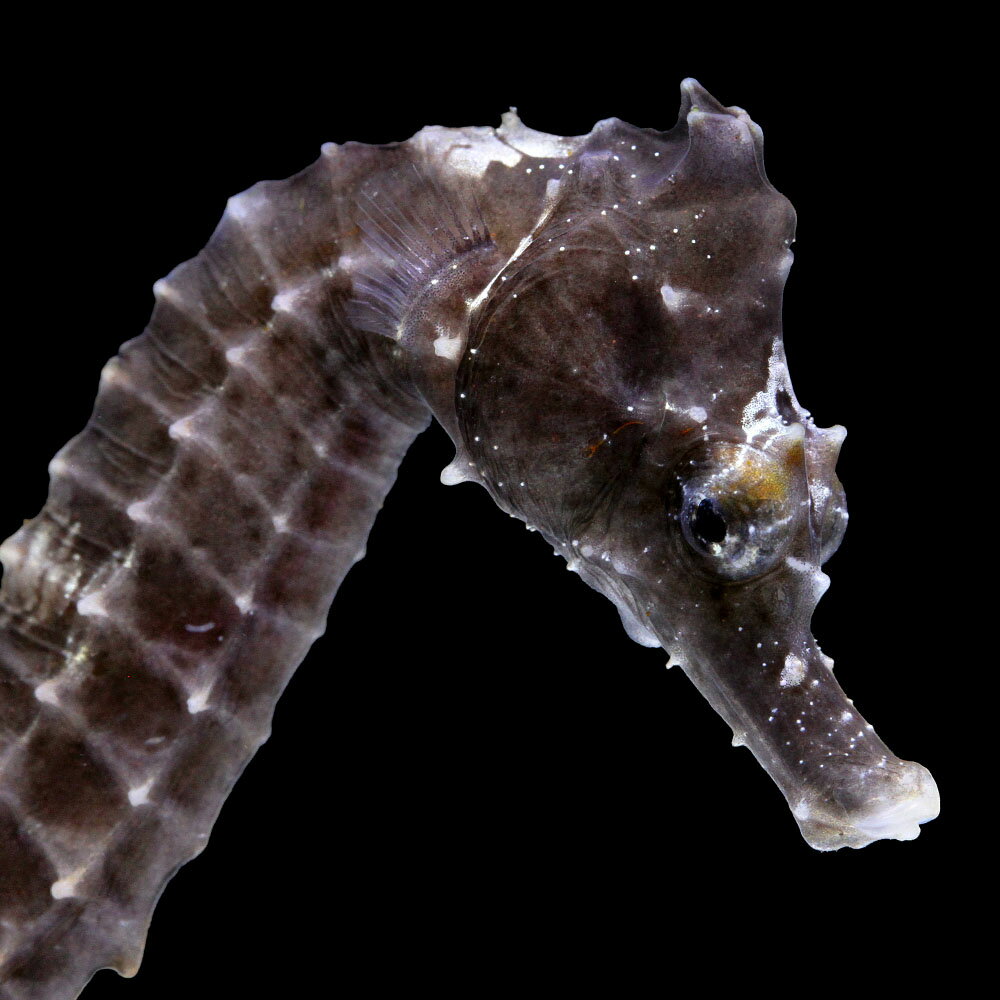 （海水魚）一点物　ラインドシーホース　ブラック（ブリード）　SH−45（1匹）　北海道・九州航空便要保温　関東当日便