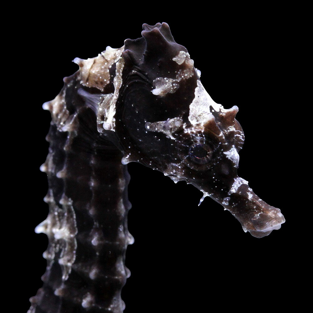 （海水魚）一点物　ラインドシーホース　ブラック（ブリード）　SH−46（1匹）　北海道・九州航空便要保温　関東当日便