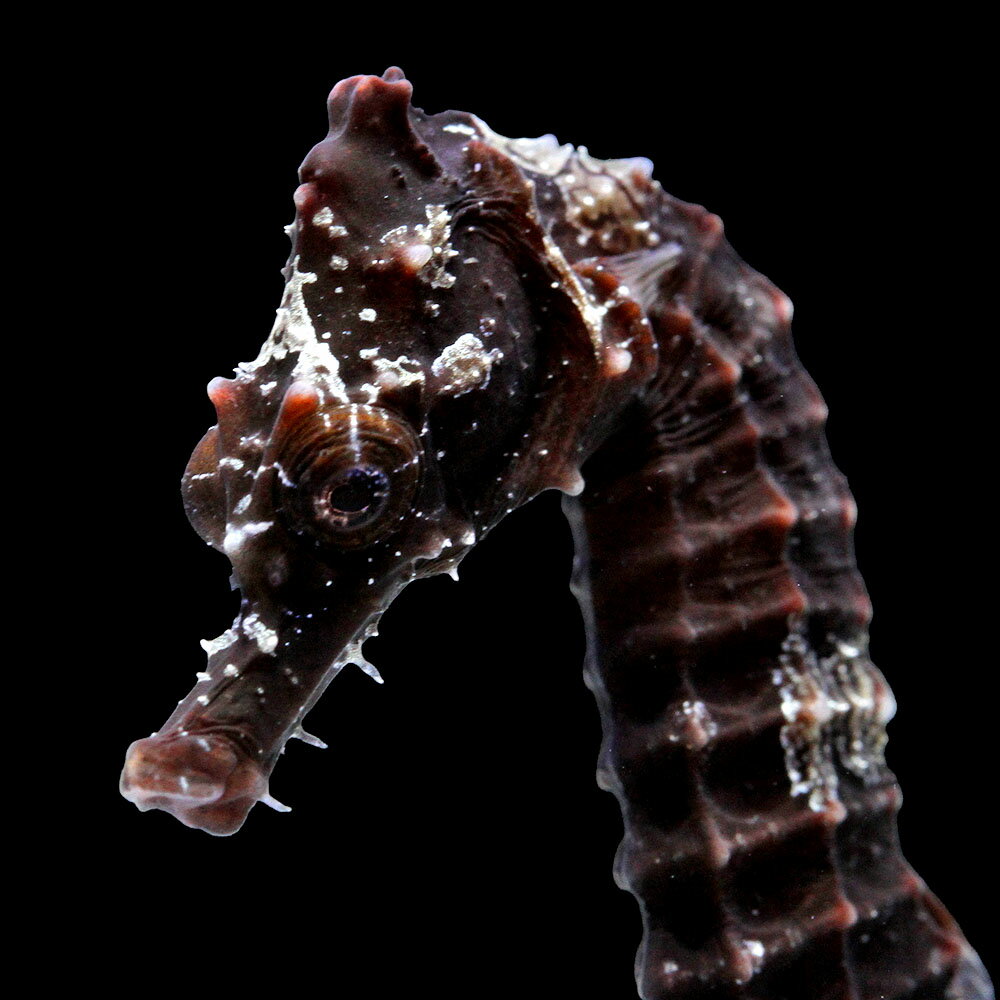 （海水魚）一点物　ラインドシーホース　ブラック（ブリード）　SH−47（1匹）　北海道・九州航空便要保温　関東当日便