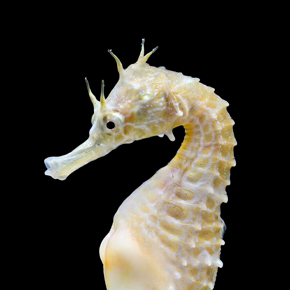 楽天市場】タツノオトシゴ（熱帯魚・アクアリウム｜ペット・ペット