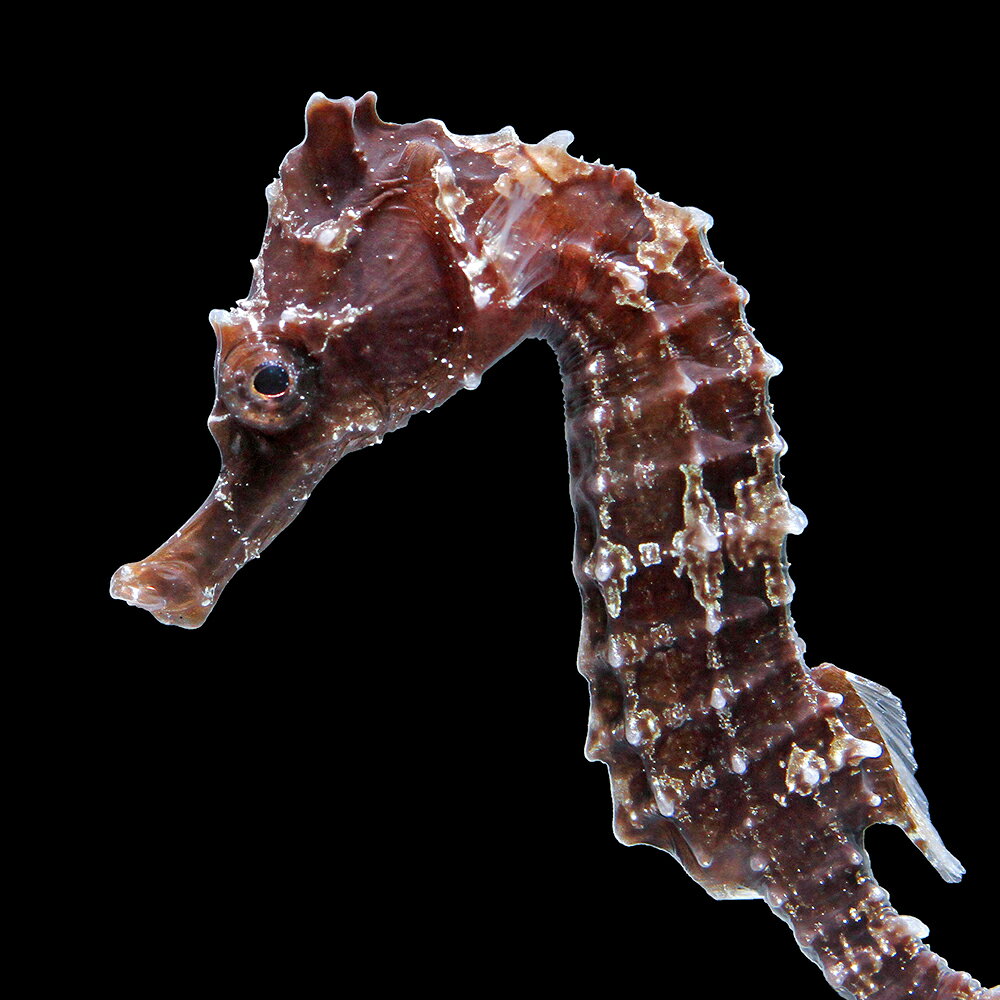 （海水魚）一点物　ラインドシーホース　ブラック（ブリード）　SH−55（1匹）