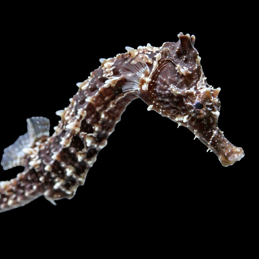 （海水魚）一点物　ラインドシーホース　ブラック（ブリード）　SH−56（1匹）