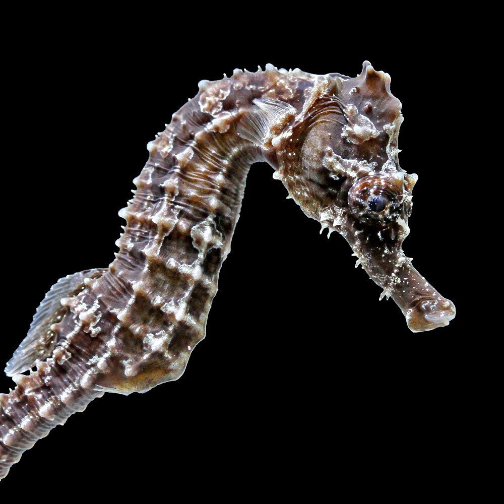 楽天市場】タツノオトシゴ 生体（観賞魚の生態環境海水）の通販