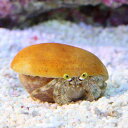 (海水魚)ヤドカリ カブトヤドカリ イソギンチャクあり(1匹) 北海道航空便要保温