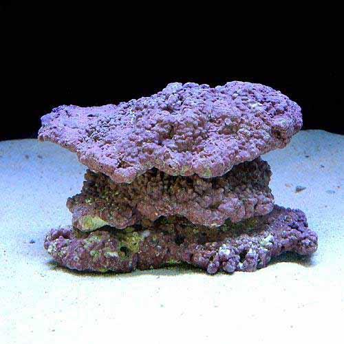 �ʳ�����˥饤�֥��å���EXS���졼�ɡ��ѡ��ץ���å����ץ졼�ȥ����ס�S��������1�ġˡʷ�����Ǥ���ˡ��̳�ƻ���彣�Ҷ������ݲ�