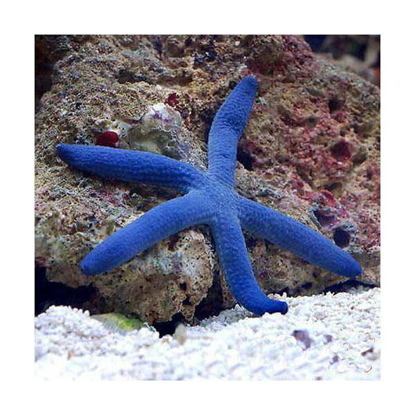 （海水魚）ヒトデ　アオヒトデ　Lサイズ（1匹）