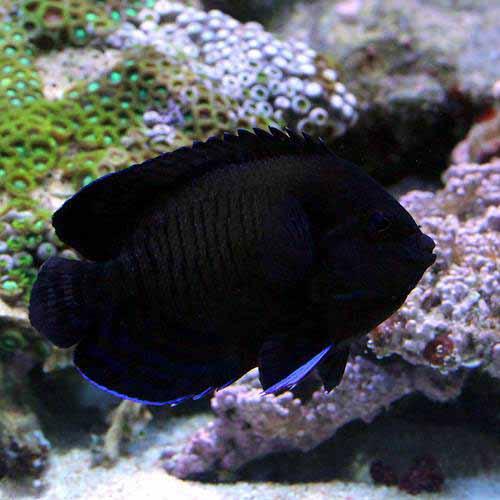蝴蝶魚 - （海水魚）ヤッコ　メニィスパインドエンゼル（1匹）　北海道・九州航空便要保温
