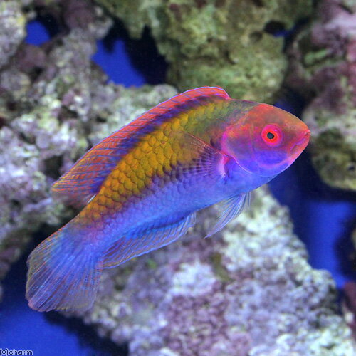 （海水魚）オレンジバックフェアリーラス（1匹） 北海道・九州航空便要保温