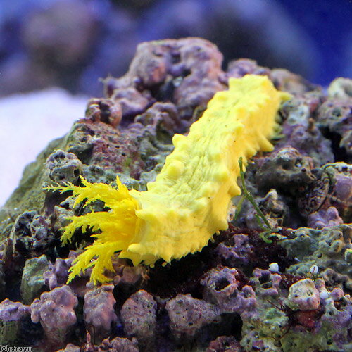 楽天市場】海水魚 イエローヘッドの通販