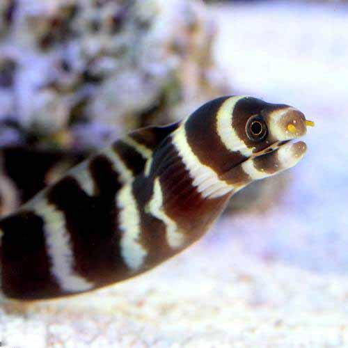 樂天商城 - （海水魚）シマアラシウツボ（1匹）　北海道・九州航空便要保温