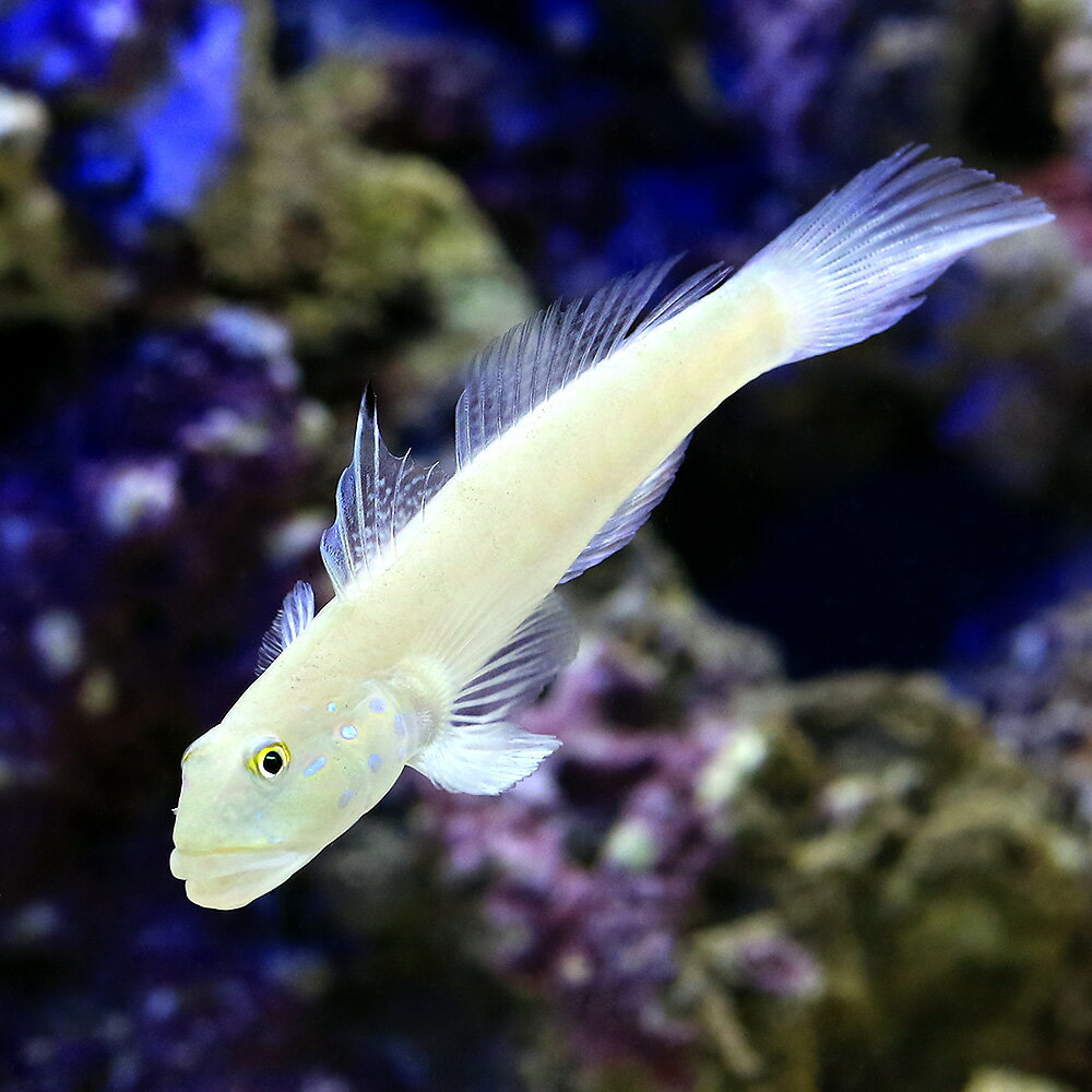 海水水槽のクリーナーフィッシュお掃除生体!底砂など目的別全種類一覧! | 水槽レンタル神奈川 マリブ【海水専門】 メンテナンス 海水水槽のクリーナーフィッシュお掃除生体!底砂など目的別全種類一覧! | 水槽レンタル神奈川 マリブ【海水専門】 メンテナンス