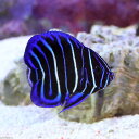 (海水魚 ヤッコ)ブルーフェイスエンゼル 幼魚 Sサイズ(1匹) 北海道・九州・沖縄航空便要保温 沖縄別途送料 - charm 楽天市場店