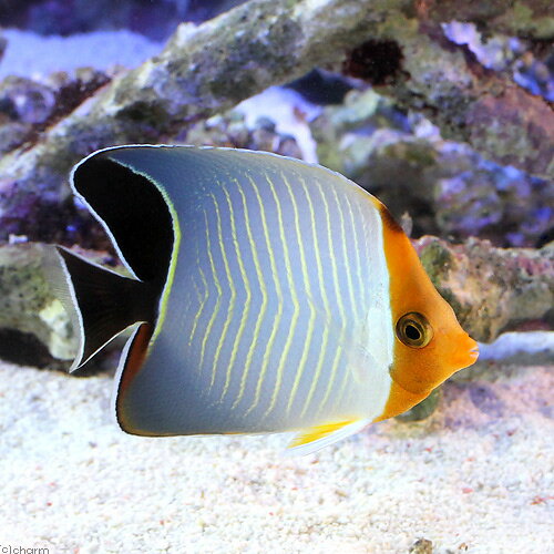 �ʳ�����˥���󥸥ե������Х��ե饤�ե��å����1ɤ�ˡ��̳�ƻ���彣�Ҷ������ݲ�