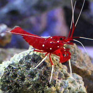(海水魚)エビ 太平洋型 ホワイトソックスシュリンプ(1匹) 北海道・九州航空便要保温
