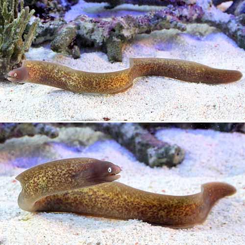 （海水魚）サビウツボ（1匹）