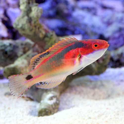 （海水魚）インド洋産 エクスクイジットラス（1匹） 北海道・九州航空便要保温