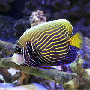 （海水魚）ヤッコ　スリランカ産　タテジマキンチャクダイ　Sサイズ（1匹）　北海道・九州航空便要保温