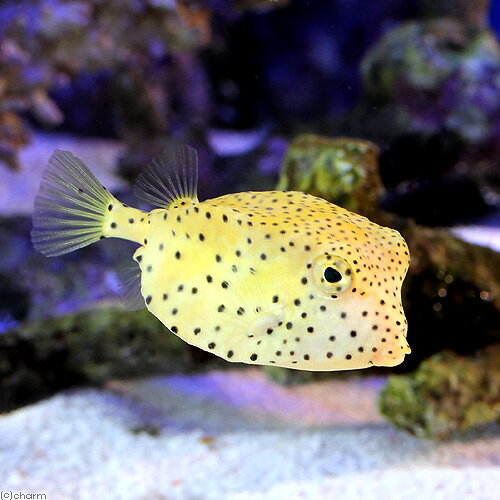 （海水魚）テングハコフグ　Mサイズ（1匹）　北海道・九州航空便要保温
