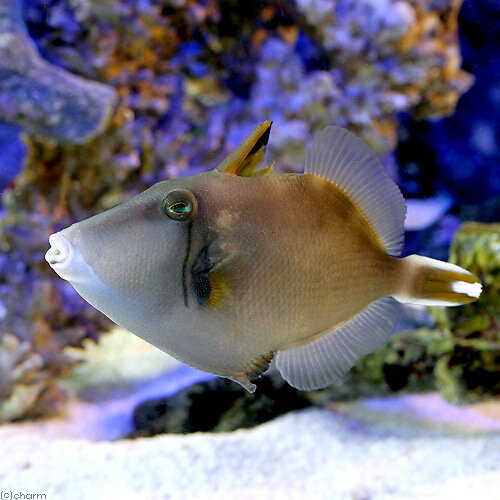 （海水魚）ツマジロモンガラ（1匹）　北海道・九州航空便要保温