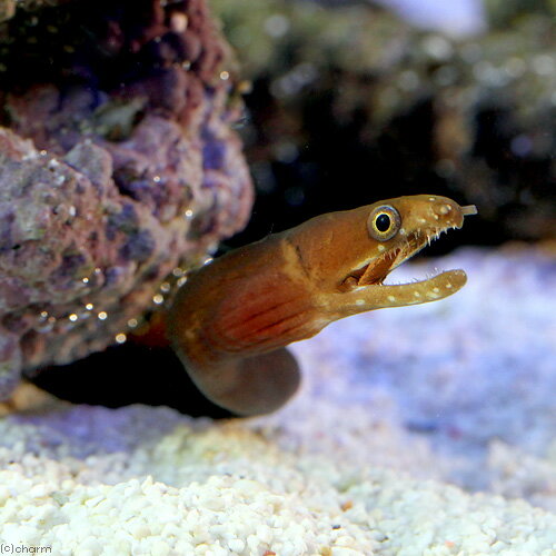 （海水魚）カリビアンチェスナットモレイ（1匹）　北海道・九州航空便要保温