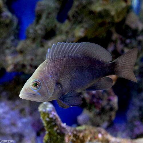 （海水魚）ブラックハムレット（1匹）　北海道・九州航空便要保温