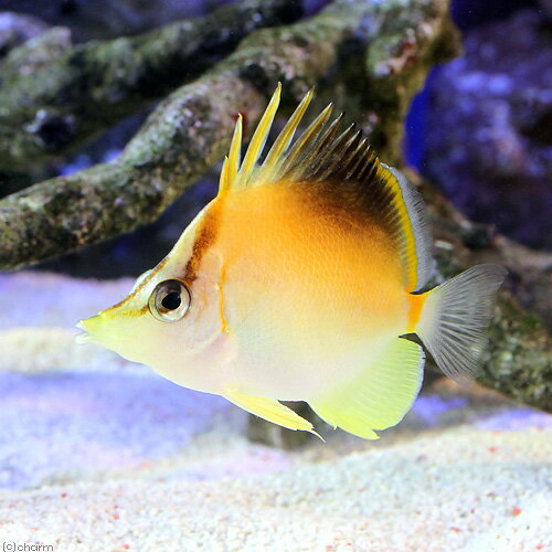 （海水魚）カリビアンロングスナウトバタフライ（1匹）　チョウチョウウオ　北海道・九州航空便要保温...