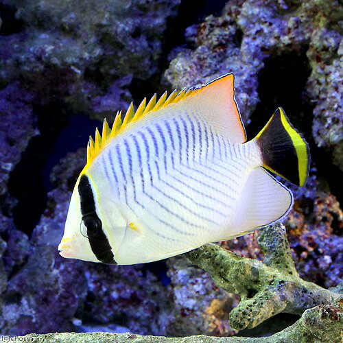 （海水魚）インド洋産　ヤリカタギ（1匹）　チョウチョウウオ