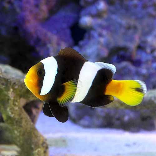 （海水魚）セバエアネモネフィッシュ　MLサイズ（ワイルド）（1匹）