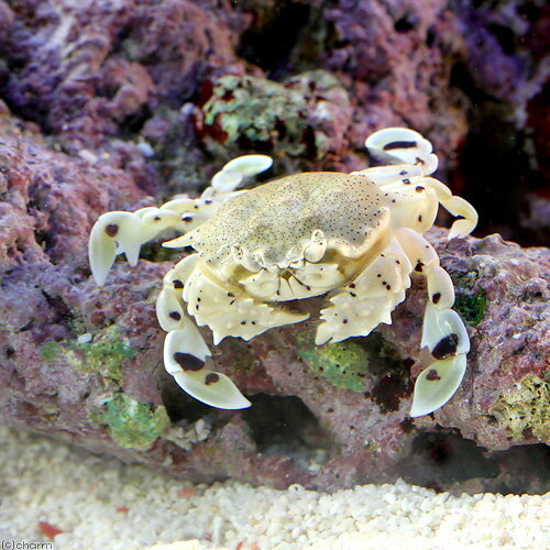 海水魚 カニ キンセンガニ 1匹 