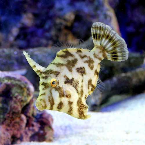 （海水魚）フチドリカワハギ（1匹）　北海道・九州航空便要保温